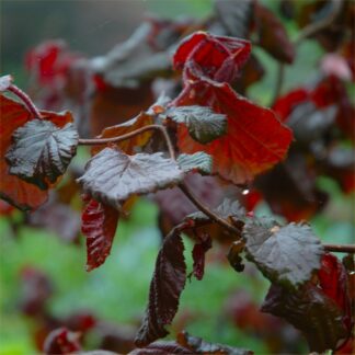Corylus Avellana Contorta 'Red Majestic' - Red Corkscrew Twisted Hazel - Circa 140cms Tall