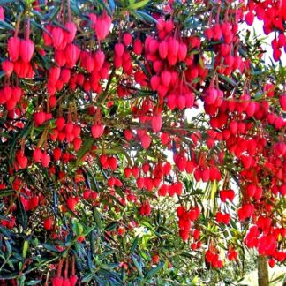 Chilean Lantern Tree - Crinodendron Hookerianum