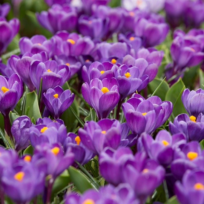Crocus Flower Record - in Bud & Bloom