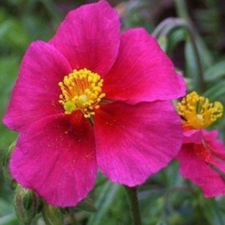 Helianthemum 'Ben Ledi'
