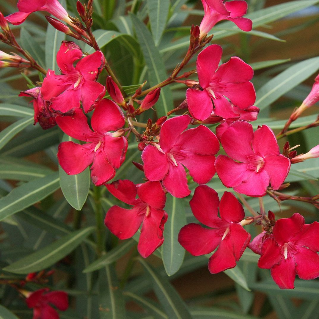 Nerium Oleander Tree - Red 'Jannoch' Patio Standard