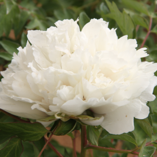 Paeonia Rockii - Flare Carte Blanche - Peony