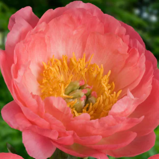 Paeonia Lactiflora Mix Coral - Peony