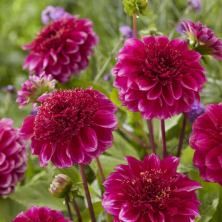 Dahlia Purple Bouquet