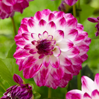 Dahlia Ferncliff Duo