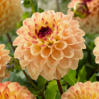 Dahlia Yellow Jill
