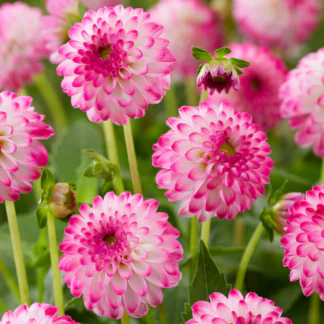 Dahlia Pink Isa
