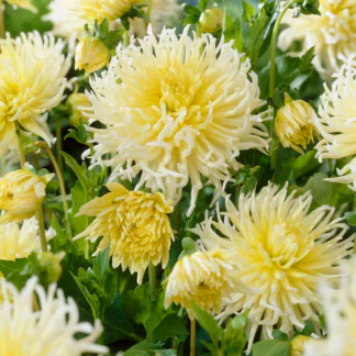 Dahlia Yellow Star