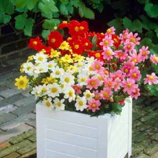 Dahlia Topmix Mixed - Pack of Three