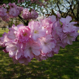 Prunus Beni Yutaka - Cherry Blossom Tree - Circa 220-250cm Tall