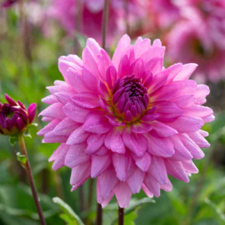 Dahlia Rosella