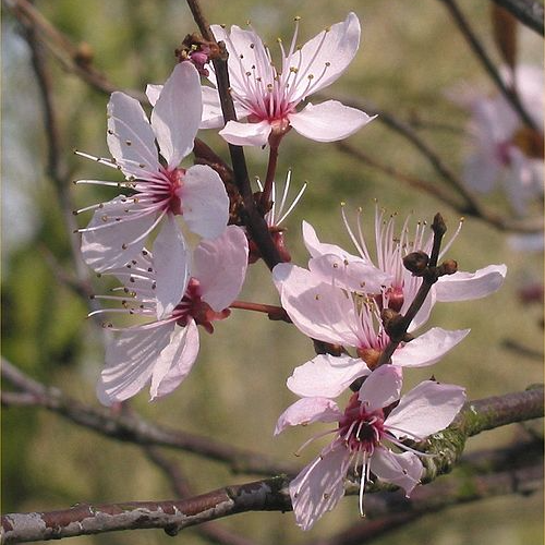 Prunus Cerasifera 'Nigra' - Black Cherry Plum - Blossom Tree - 220-250cm Tall