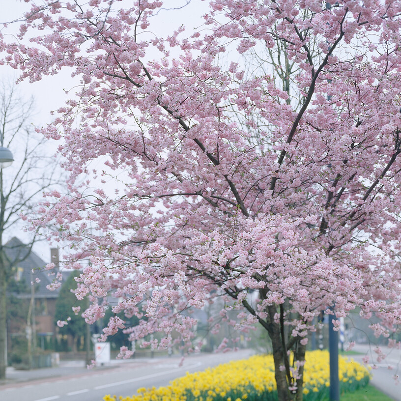 Prunus Pandora - Cherry Blossom Tree