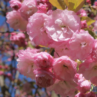 Prunus Pink Perfection - Cherry Blossom Tree - Circa 220-250cm Tall