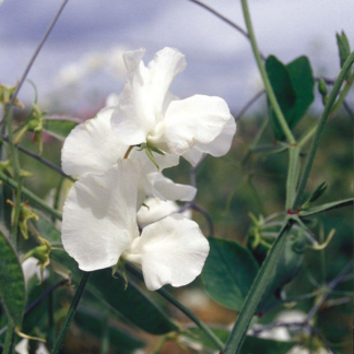 Sweet Pea Plant Modern Spencer 'Swan Lake'