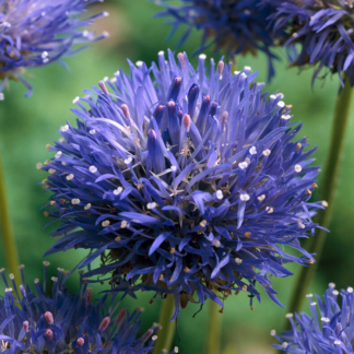 Jasione Laevis 'Blue Light'