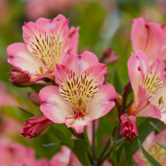 Alstroemeria Summer Break - Hardy Peruvian Lily - in Bud & Bloom