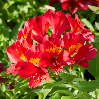 Alstroemeria Summer Pepper - Hardy Peruvian Lily - in Bud & Bloom