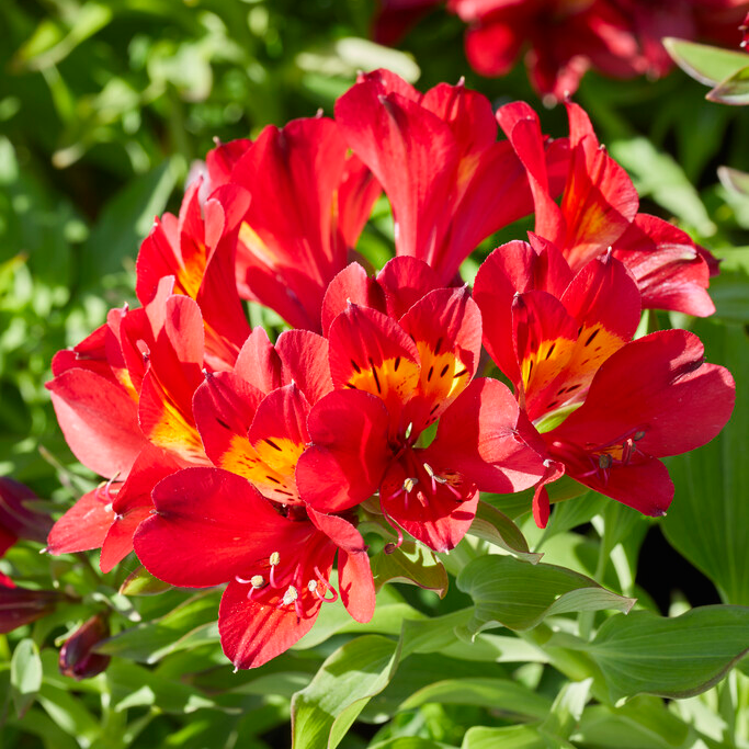 Alstroemeria Summer Pepper - Hardy Peruvian Lily - in Bud & Bloom