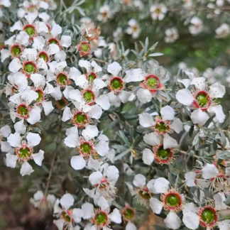 Leptospermum Silver Sheen - New Zealand Tea Tree