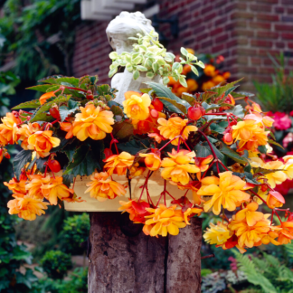 Begonia Cascade Orange