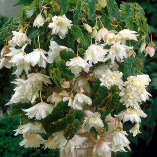 Begonia Pendula White - Perfect For Tubs And Baskets