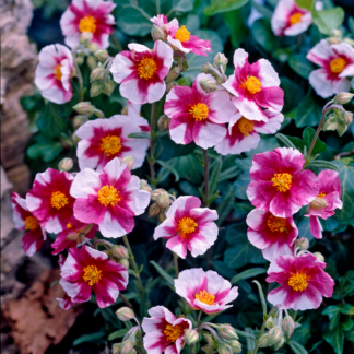 Helianthemum 'Raspberry Ripple'