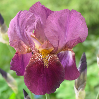 Iris 'Senlac'