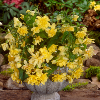 Begonia Pendula Yellow - Perfect For Tubs And Baskets