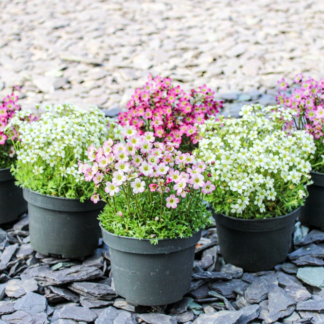 Saxifraga Mossy - Pack of Six Cushion Saxifrage Plants in Bud & Bloom