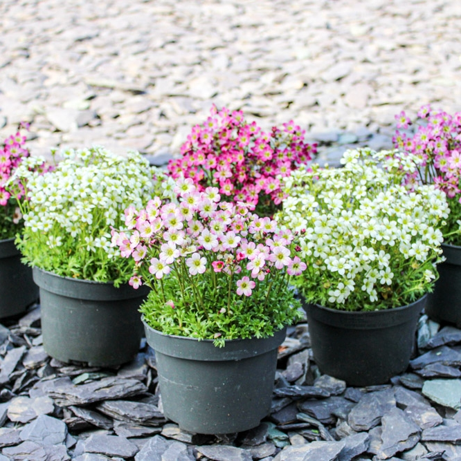 Saxifraga Mossy - Pack of Six Cushion Saxifrage Plants in Bud & Bloom