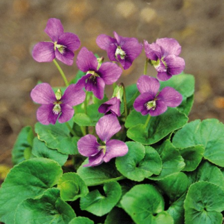 Viola Sororia 'Rubra'