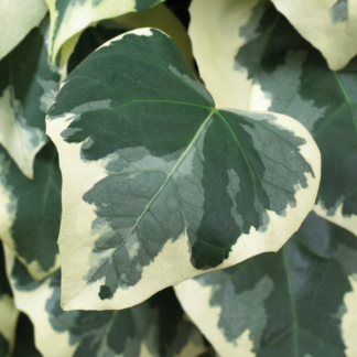 Hedera Colchica 'Dentata Variegata'