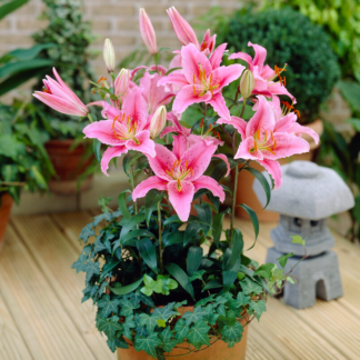 Lilium Acapulco - Pack of Two Lily Bulbs