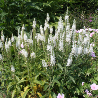 Veronica Spicata 'Alba'
