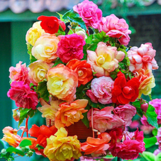 Begonia Splendide Mix