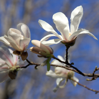 Magnolia x Loebneri 'Merril' - Tulip Tree - 120-150cm Tall