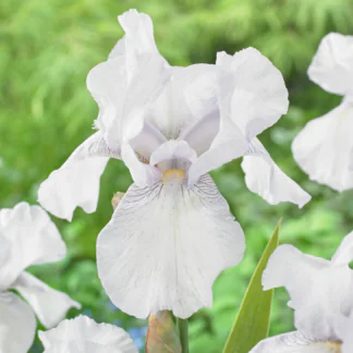 Iris 'English Cottage'