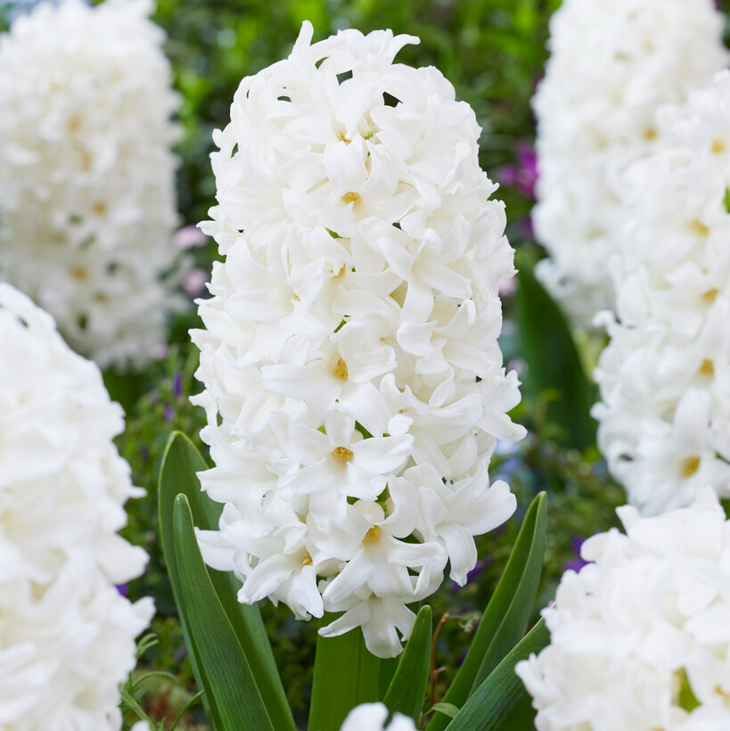 White Hyacinth Trio in Bud & Bloom