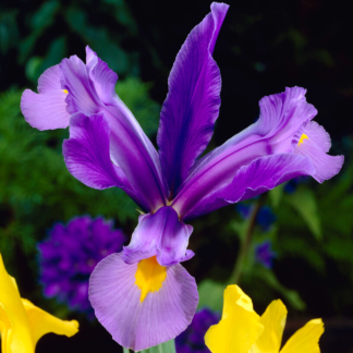 Iris 'Imperator'