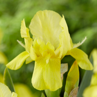 Iris 'Sangreal'