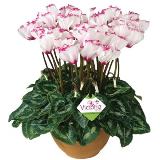 Large Cyclamen Victoria Plant - in Bud & Bloom