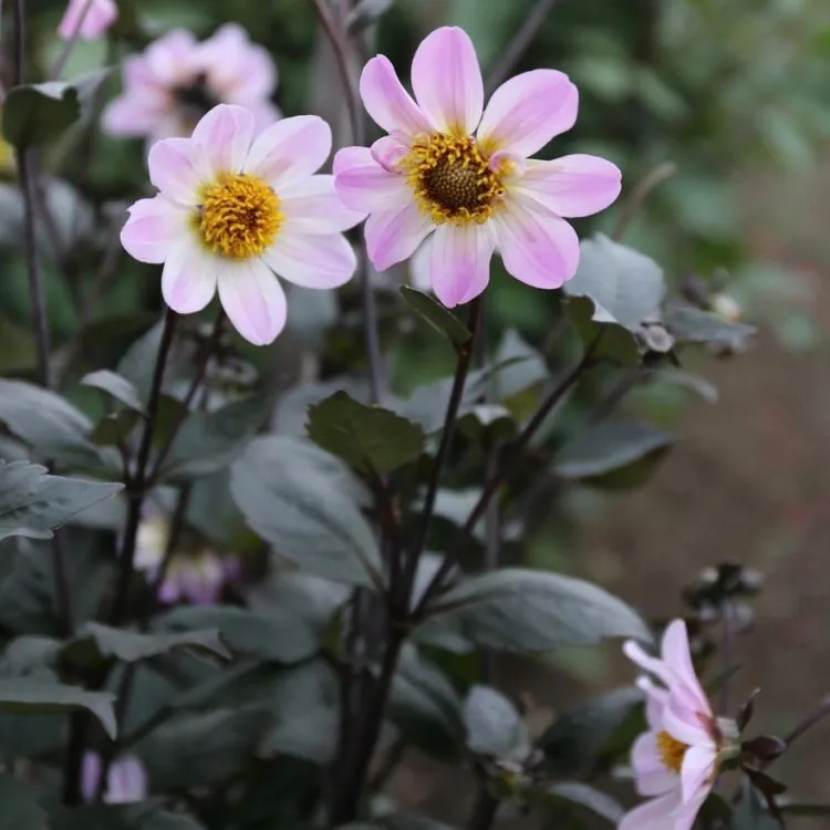 Dahlia Bishop of Dover