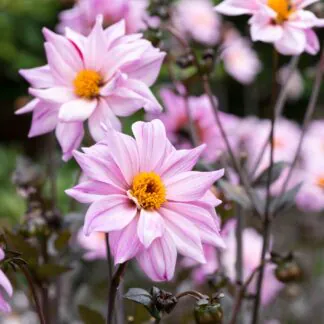 Dahlia Bishop of Leicester