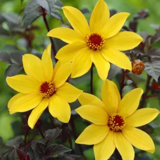 Dahlia Bishop of York