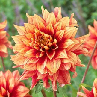Dahlia Dazzling Magic