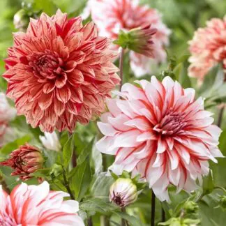 Dahlia Decorative Perfect Match - Pack of Three