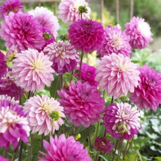 Dahlia Decorative Pink / Pink -White - Pack of Three