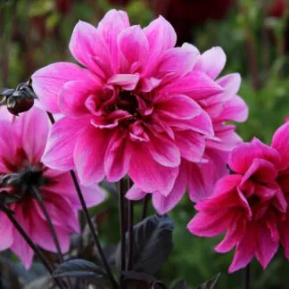 Dahlia Border Fascination
