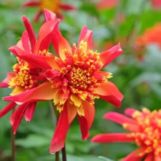 Dahlia Octopus Sparkle